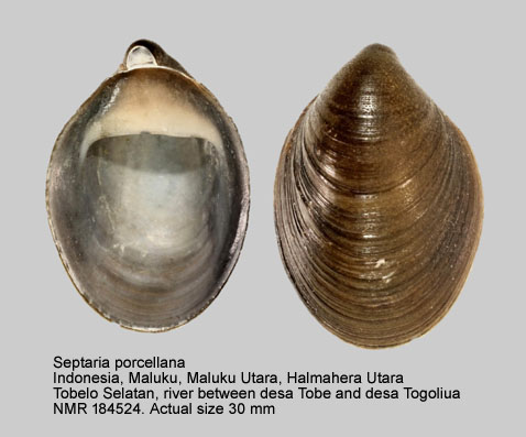 Septaria porcellana (3).jpg - Septaria porcellana (Linnaeus,1758)